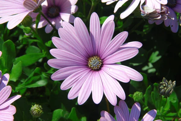 公園の美しい紫色の花のマクロショット — ストック写真