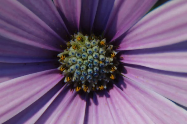 Macro Disparo Una Hermosa Flor Púrpura Parque —  Fotos de Stock