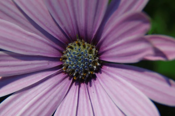 Macro Shot Beautiful Purple Flower Park — Stock Photo, Image