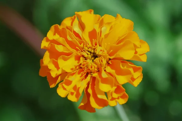 Schöne Gelbe Blumen Auf Einem Blumenbeet Der Stadt — Stockfoto