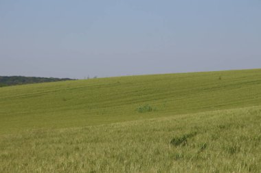 Yeşil buğday tarlası ve mavi gökyüzü