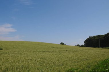 Yeşil buğday tarlası ve mavi gökyüzü