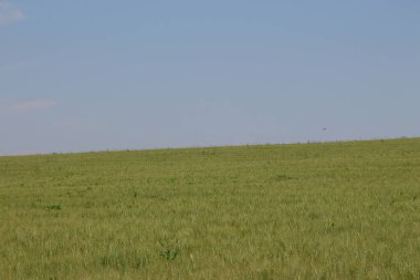 Yeşil buğday tarlası ve mavi gökyüzü
