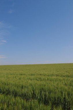 Yeşil buğday tarlası ve mavi gökyüzü