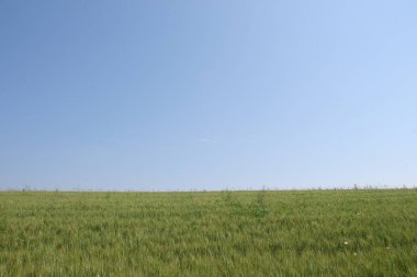 Yeşil buğday tarlası ve mavi gökyüzü