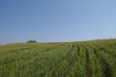 Yeşil buğday tarlası ve mavi gökyüzü