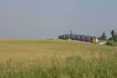 Yeşil buğday tarlası ve mavi gökyüzü
