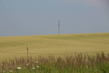 Yeşil buğday tarlası ve mavi gökyüzü