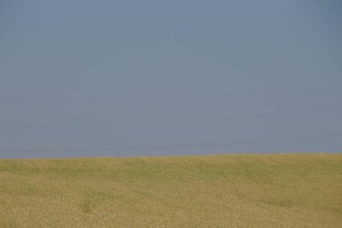 Yeşil buğday tarlası ve mavi gökyüzü