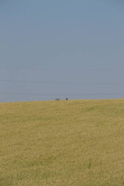 Yeşil buğday tarlası ve mavi gökyüzü