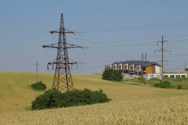 Yeşil buğday tarlası ve mavi gökyüzü