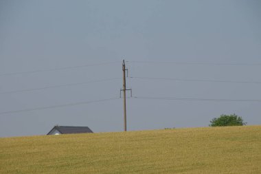 Yeşil buğday tarlası ve mavi gökyüzü