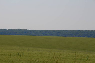 Yeşil buğday tarlası ve mavi gökyüzü