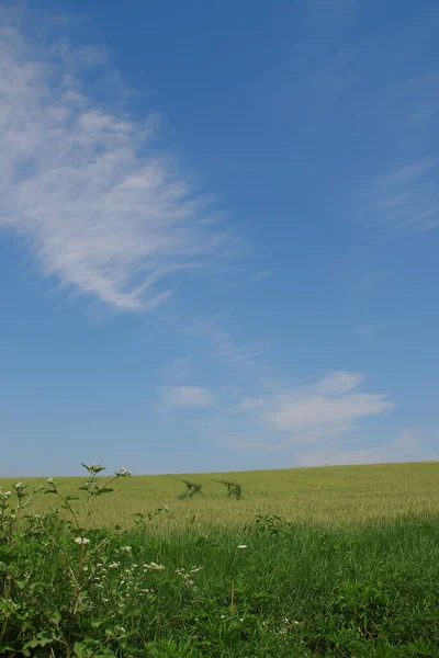 Yeşil Buğday Tarlası Mavi Gökyüzü — Stok fotoğraf
