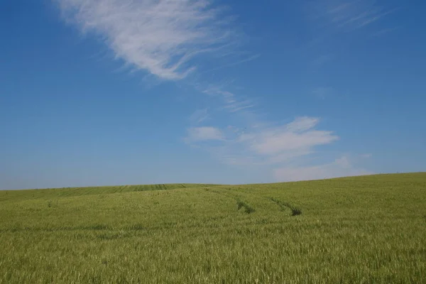 Groene Tarweveld Blauwe Lucht — Stockfoto