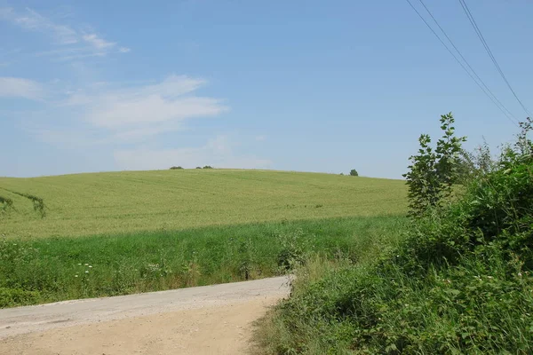 Campo Trigo Verde Céu Azul — Fotografia de Stock