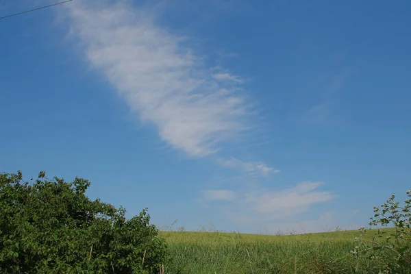 Green Wheat Field Blue Sky — Stock Photo, Image