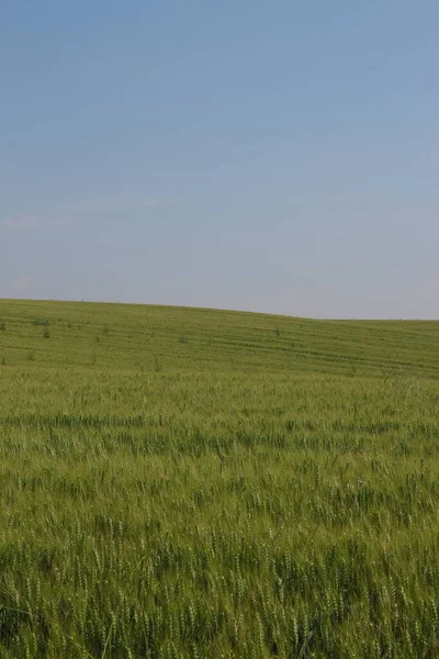 Zielone Pole Pszenicy Błękitne Niebo — Zdjęcie stockowe