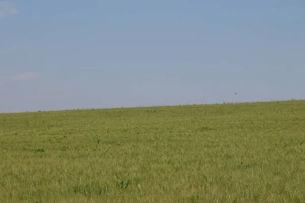 Grünes Weizenfeld Und Blauer Himmel — Stockfoto