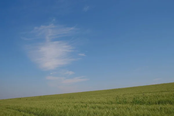 Yeşil Buğday Tarlası Mavi Gökyüzü — Stok fotoğraf