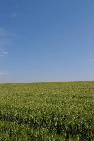 Grönt Vetefält Och Blå Himmel — Stockfoto