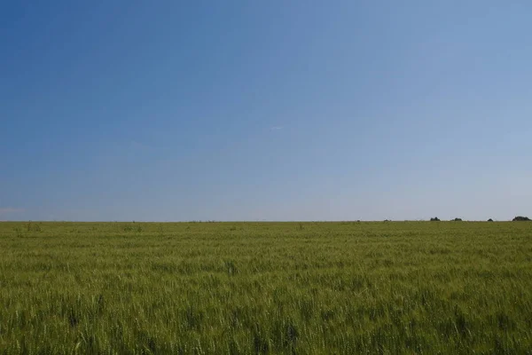 Πράσινο Χωράφι Σιτάρι Και Γαλάζιο Ουρανό — Φωτογραφία Αρχείου