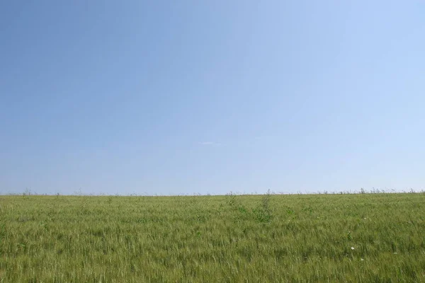 Grönt Vetefält Och Blå Himmel — Stockfoto
