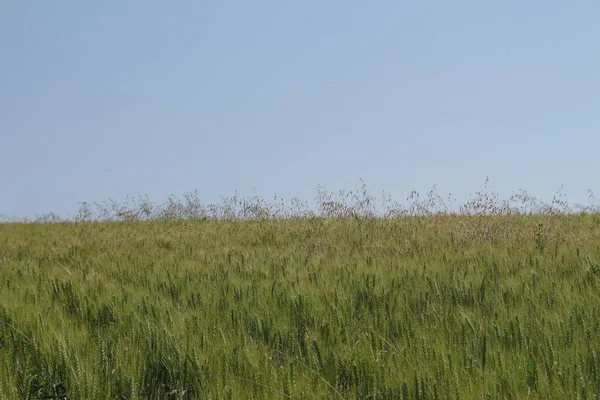 Campo Grano Verde Cielo Blu — Foto Stock