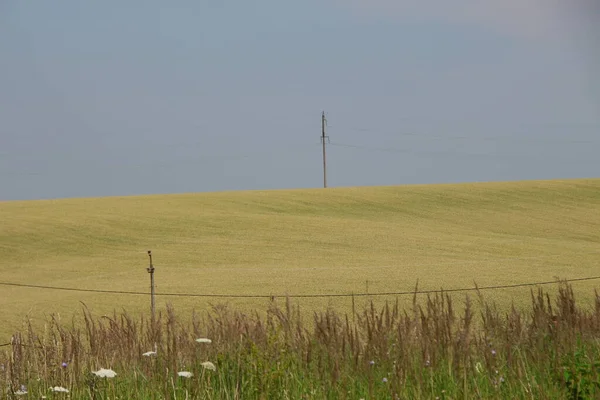 Zielone Pole Pszenicy Błękitne Niebo — Zdjęcie stockowe