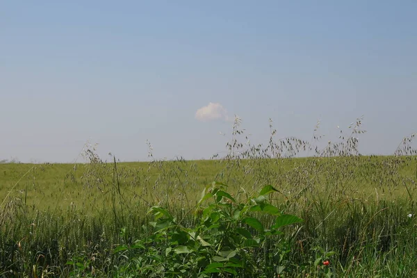 Green Wheat Field Blue Sky — Stock Photo, Image