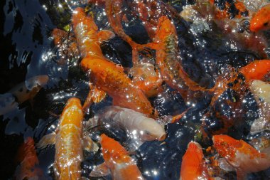 Hayvanat bahçesindeki güzel renkli balıklar