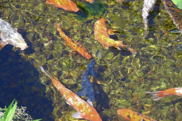 動物園の美しい色の魚 — ストック写真