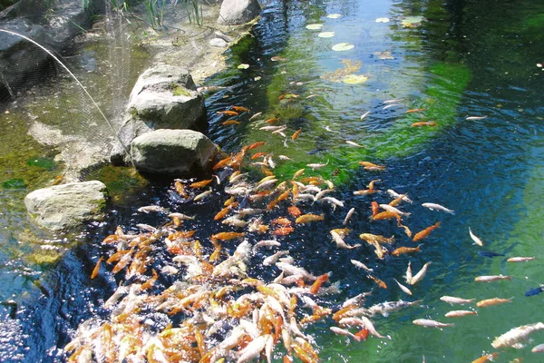 Schöne Bunte Fische Zoo — Stockfoto