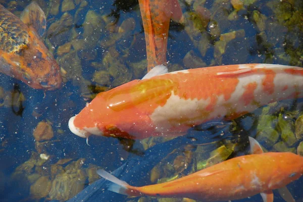 Ikan Berwarna Indah Kebun Binatang — Stok Foto