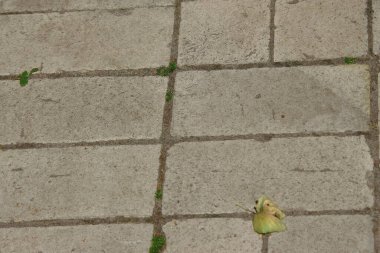 Kaldırımdaki asfalt dokusu