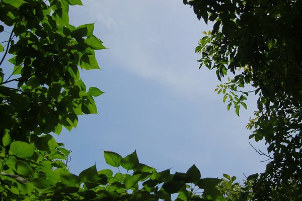 Ciel Bleu Été Par Beau Temps — Photo