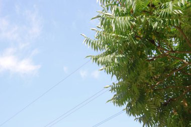 Güzel yaz havasında mavi gökyüzü