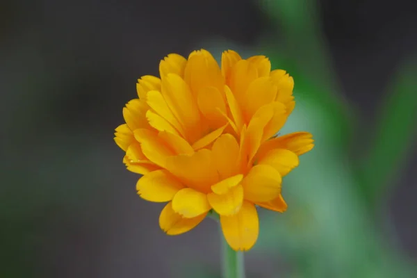 Hermosa Flor Amarilla Jardín — Foto de Stock