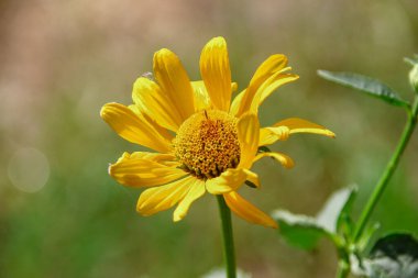 Bahçedeki güzel sarı çiçek