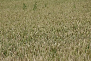 Büyük bir tarlada yeşil buğday kulakları