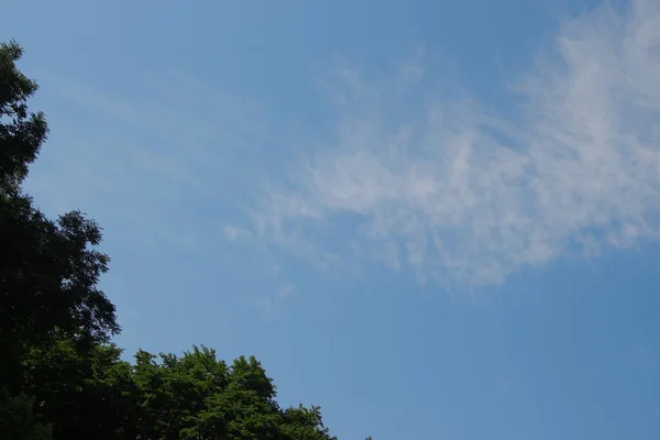 Hojas Verdes Árboles Cielo Azul —  Fotos de Stock