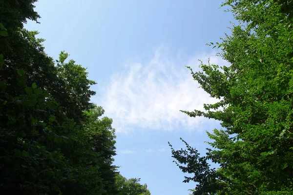 Modrá Obloha Pěkného Letního Počasí — Stock fotografie