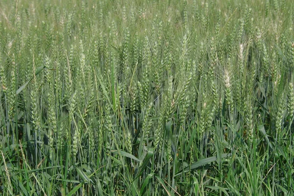 Zelené Uši Pšenice Velkém Poli — Stock fotografie