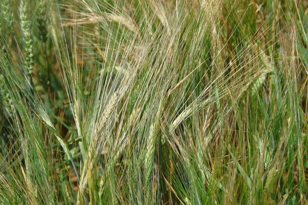 Green Ears Wheat Large Field — Stock Photo, Image