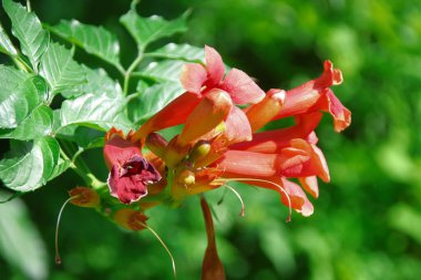 Bahçedeki güzel sarı çiçek