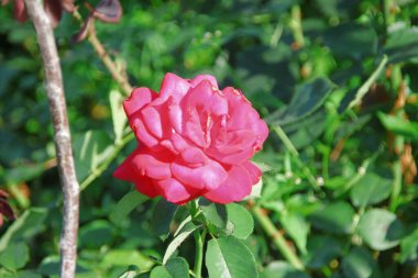 Bahçedeki kırmızı güllerin güzel çiçekleri