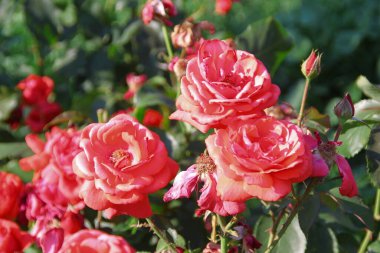 Bahçedeki kırmızı güllerin güzel çiçekleri