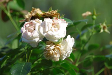 Bahçedeki güzel beyaz güller