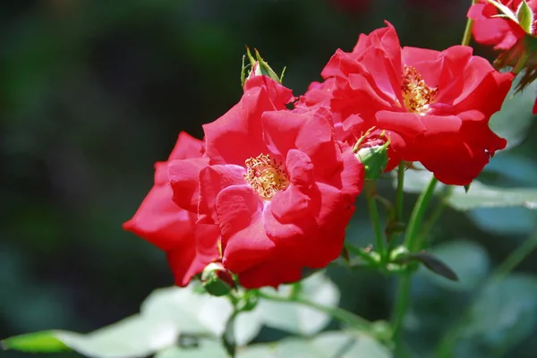 Belles Fleurs Roses Rouges Dans Jardin — Photo