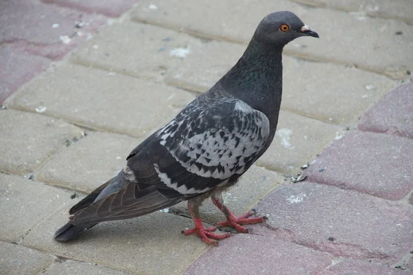 Urban Vild Blå Duva Trottoaren — Stockfoto